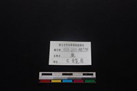 梅花鹿骨藏品圖，第3張