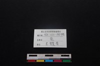 梅花鹿骨藏品圖，第3張