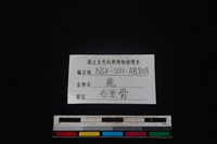 梅花鹿骨藏品圖，第3張