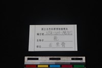 梅花鹿骨藏品圖，第3張