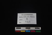 梅花鹿骨藏品圖，第3張