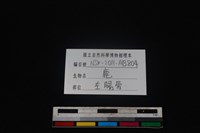 梅花鹿骨藏品圖，第3張