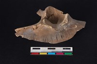 梅花鹿骨藏品圖，第1張