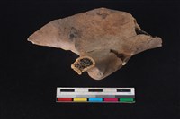 梅花鹿骨藏品圖，第2張