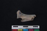 梅花鹿骨藏品圖，第1張