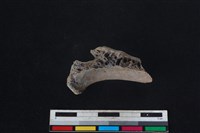 梅花鹿骨藏品圖，第2張