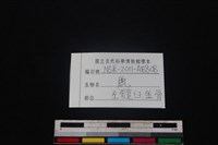 梅花鹿骨藏品圖，第3張