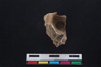 梅花鹿骨藏品圖，第1張