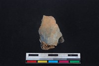 梅花鹿骨藏品圖，第2張