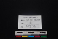 梅花鹿骨藏品圖，第3張