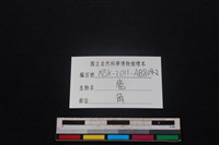 梅花鹿骨藏品圖，第3張
