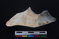 梅花鹿骨藏品圖，第1張