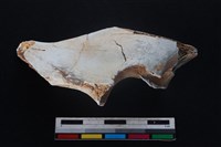 梅花鹿骨藏品圖，第2張