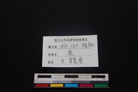 梅花鹿骨藏品圖，第3張