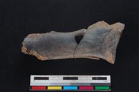 梅花鹿骨藏品圖，第1張