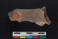 梅花鹿骨藏品圖，第2張