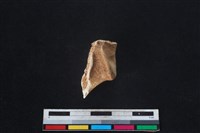 梅花鹿骨藏品圖，第1張