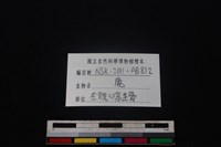 梅花鹿骨藏品圖，第3張