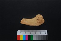 獐骨藏品圖，第2張