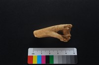獐骨藏品圖，第3張