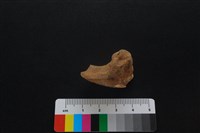 獐骨藏品圖，第2張