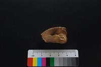 獐骨藏品圖，第3張