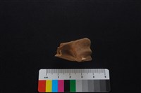 獐骨藏品圖，第4張