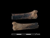 獐骨藏品圖，第1張