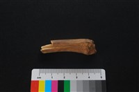 獐骨藏品圖，第1張