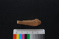 獐骨藏品圖，第2張
