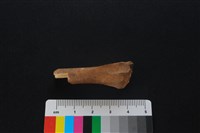 獐骨藏品圖，第3張