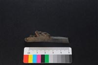 獐骨藏品圖，第2張