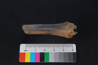 獐骨藏品圖，第2張