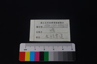 獐骨藏品圖，第3張