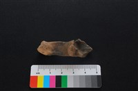獐骨藏品圖，第2張