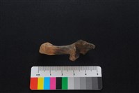 獐骨藏品圖，第3張