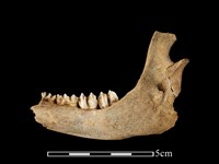 獐骨藏品圖，第2張