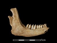 獐骨藏品圖，第1張