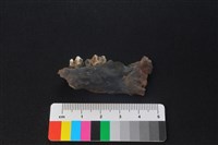 獐骨藏品圖，第2張
