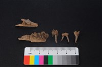 獐骨藏品圖，第2張