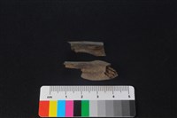 獐骨藏品圖，第1張