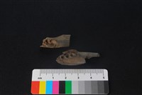 獐骨藏品圖，第2張