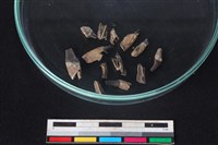 獐骨藏品圖，第1張