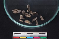 獐骨藏品圖，第2張