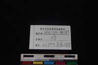 獐骨藏品圖，第3張