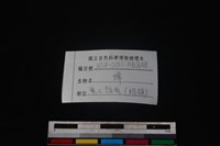 獐骨藏品圖，第3張