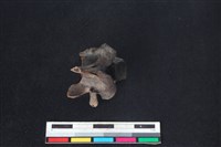 獐骨藏品圖，第1張