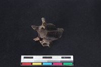 獐骨藏品圖，第2張