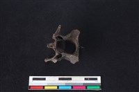 獐骨藏品圖，第3張