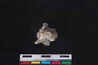 獐骨藏品圖，第1張